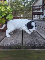 Panda, a female Cockapoo and Poodle - Miniature  for sale in Salem, MO – 8 of 8