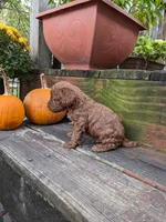 Rusty, a male Cockapoo and Poodle - Miniature  for sale in Salem, MO – 8 of 8