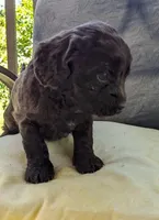 Reese Cup, a female Cockapoo and Cocker Spaniel for sale in Salem, MO – 7 of 8