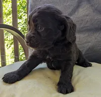Reese Cup, a female Cockapoo and Cocker Spaniel for sale in Salem, MO – 2 of 8