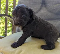 Reese Cup, a female Cockapoo and Cocker Spaniel for sale in Salem, MO – 5 of 8