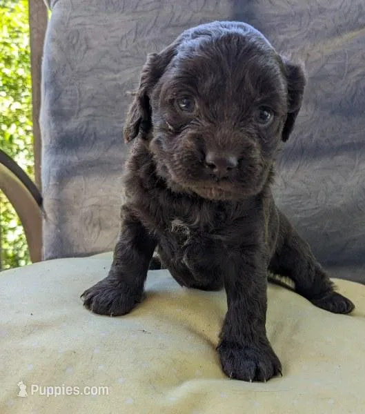 Reese Cup – Cockapoo, Cocker Spaniel puppy for sale in Salem, MO