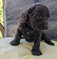 Reese Cup, a female Cockapoo and Cocker Spaniel for sale in Salem, MO – 3 of 8