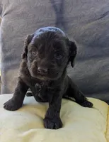 Reese Cup, a female Cockapoo and Cocker Spaniel for sale in Salem, MO – 4 of 8