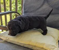 Reese Cup, a female Cockapoo and Cocker Spaniel for sale in Salem, MO – 8 of 8