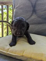 Reese Cup, a female Cockapoo and Cocker Spaniel for sale in Salem, MO – 6 of 8
