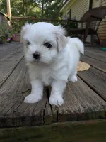 Alexandrina, a female Maltese for sale in Salem, MO – 4 of 6