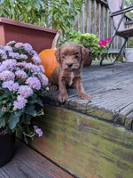 Tiana, a female Cockapoo and Poodle - Miniature  for sale in Salem, MO – 3 of 7