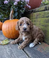 Tootsie, a female Cockapoo and Poodle - Miniature  for sale in Salem, MO – 2 of 8