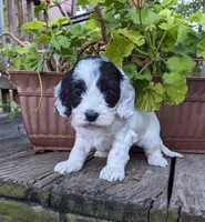 Panda, a female Cockapoo and Poodle - Miniature  for sale in Salem, MO – 6 of 8
