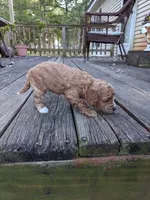 Tootsie, a female Cockapoo and Poodle - Miniature  for sale in Salem, MO – 7 of 8