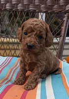 Rover, a male Cockapoo and Poodle - Miniature  for sale in Salem, MO – 2 of 7