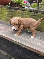Teddy Bear, a male Cockapoo and Poodle - Miniature  for sale in Salem, MO – 6 of 8