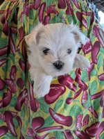 Nottingham, a male Maltese for sale in Salem, MO – 7 of 7