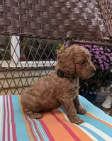 Rover, a male Cockapoo and Poodle - Miniature  for sale in Salem, MO – 4 of 7
