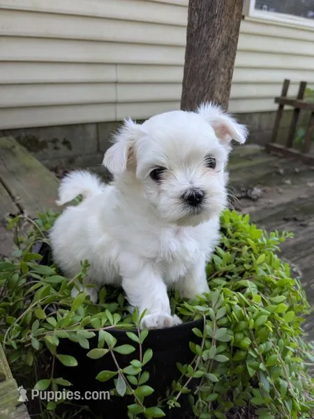 Nottingham – Maltese puppy for sale in Salem, MO