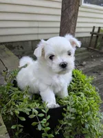 Nottingham, a male Maltese for sale in Salem, MO – 1 of 7