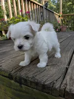 Nottingham, a male Maltese for sale in Salem, MO – 4 of 7