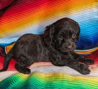 Miss Brownie, a female Cockapoo and Cocker Spaniel for sale in Salem, MO – 4 of 6