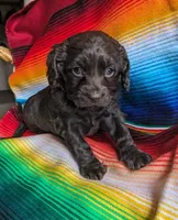Miss Brownie, a female Cockapoo and Cocker Spaniel for sale in Salem, MO – 6 of 6