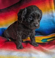 Miss Brownie, a female Cockapoo and Cocker Spaniel for sale in Salem, MO – 3 of 6