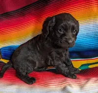 Miss Brownie, a female Cockapoo and Cocker Spaniel for sale in Salem, MO – 2 of 6