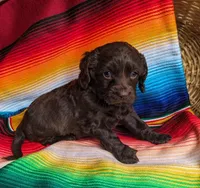 Miss Brownie, a female Cockapoo and Cocker Spaniel for sale in Salem, MO – 5 of 6