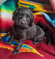 Miss Brownie, a female Cockapoo and Cocker Spaniel for sale in Salem, MO – 1 of 6
