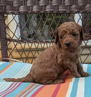 Rover, a male Cockapoo and Poodle - Miniature  for sale in Salem, MO – 6 of 7