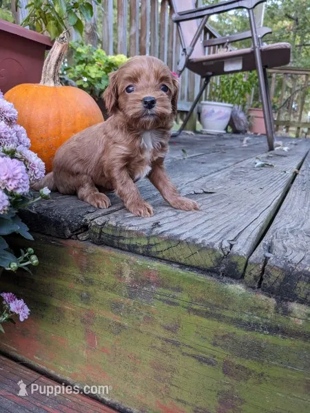Tiana – Cockapoo, Poodle - Miniature  puppy for sale in Salem, MO