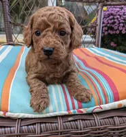 Rover, a male Cockapoo and Poodle - Miniature  for sale in Salem, MO – 7 of 7