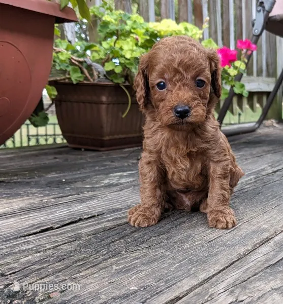 Rusty – Cockapoo, Poodle - Miniature  puppy for sale in Salem, MO