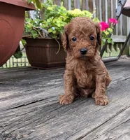 Rusty, a male Cockapoo and Poodle - Miniature  for sale in Salem, MO – 1 of 8