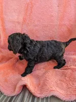 Cocoa Butter, a female Cockapoo and Cocker Spaniel for sale in Salem, MO – 3 of 6