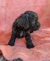 Cocoa Butter, a female Cockapoo and Cocker Spaniel for sale in Salem, MO – 6 of 6