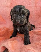 Cocoa Butter, a female Cockapoo and Cocker Spaniel for sale in Salem, MO – 4 of 6