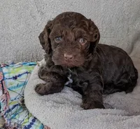 Cocoa Butter, a female Cockapoo and Cocker Spaniel for sale in Salem, MO – 1 of 6