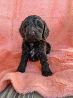 Cocoa Butter, a female Cockapoo and Cocker Spaniel for sale in Salem, MO – 5 of 6