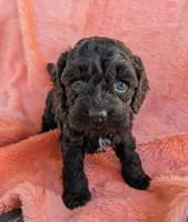 Cocoa Butter, a female Cockapoo and Cocker Spaniel for sale in Salem, MO – 2 of 6