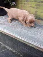 Tiana, a female Cockapoo and Poodle - Miniature  for sale in Salem, MO – 6 of 7