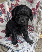 Midnight Gal, a female Cockapoo and Cocker Spaniel for sale in Salem, MO – 6 of 6