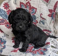 Midnight Gal, a female Cockapoo and Cocker Spaniel for sale in Salem, MO – 2 of 6