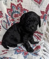 Midnight Gal, a female Cockapoo and Cocker Spaniel for sale in Salem, MO – 3 of 6