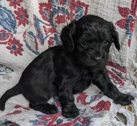 Midnight Gal, a female Cockapoo and Cocker Spaniel for sale in Salem, MO – 5 of 6