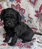 Midnight Gal, a female Cockapoo and Cocker Spaniel for sale in Salem, MO – 4 of 6