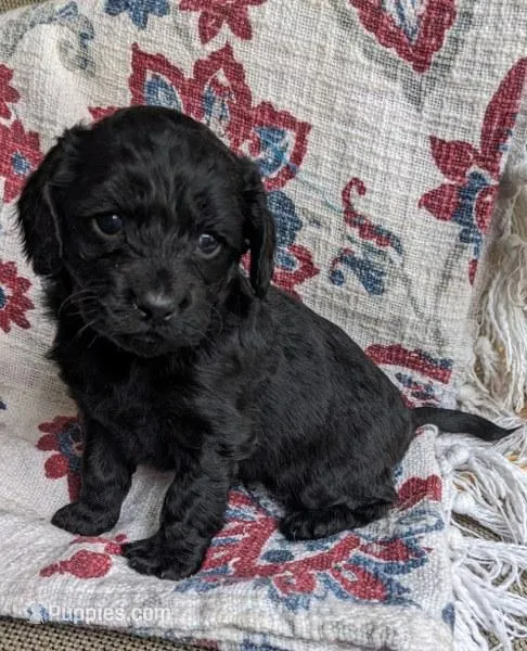 Midnight Gal – Cockapoo, Cocker Spaniel puppy for sale in Salem, MO