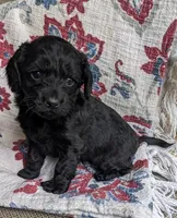 Midnight Gal, a female Cockapoo and Cocker Spaniel for sale in Salem, MO – 1 of 6