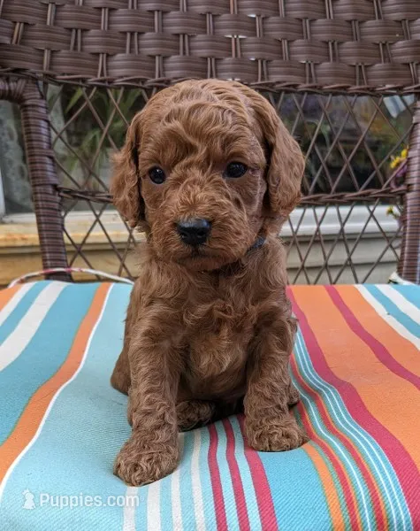Rover – Cockapoo, Poodle - Miniature  puppy for sale in Salem, MO