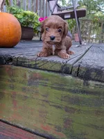 Tiana, a female Cockapoo and Poodle - Miniature  for sale in Salem, MO – 4 of 7