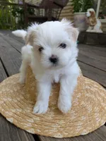 Alexandrina, a female Maltese for sale in Salem, MO – 5 of 6